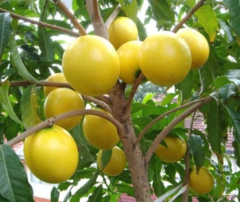 EV Garden Exotic Fruits Plant Kakkad