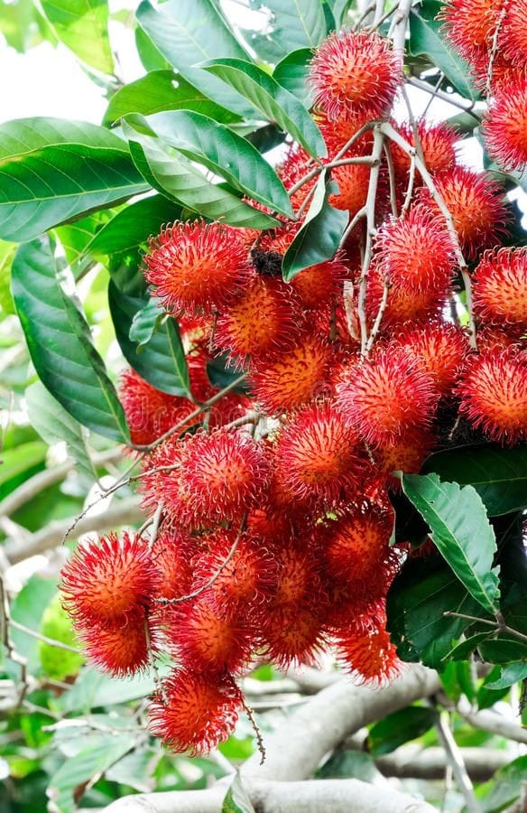 EV Garden Exotic Fruits Plant Kakkad