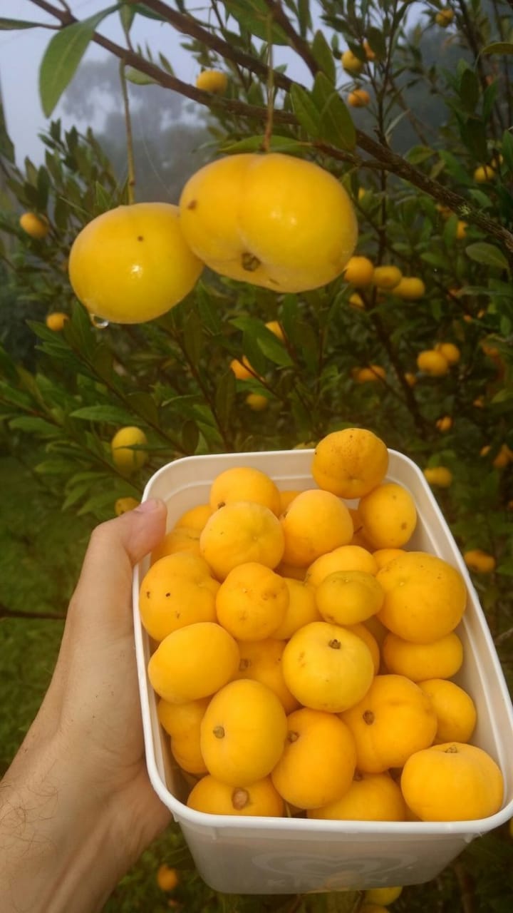 EV Garden Exotic Fruits Plant Kakkad