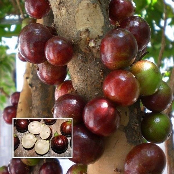 EV Garden Exotic Fruits Plant Kakkad